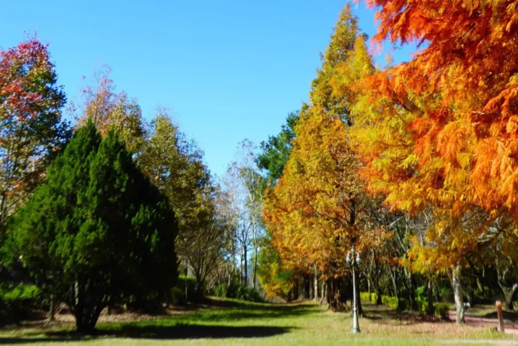 Top Taipei Hotel Autumn Foliage Itinerary: 5 Leaf‑Peeping Routes from ILLUME TAIPEI 7 Photo Credit KKday