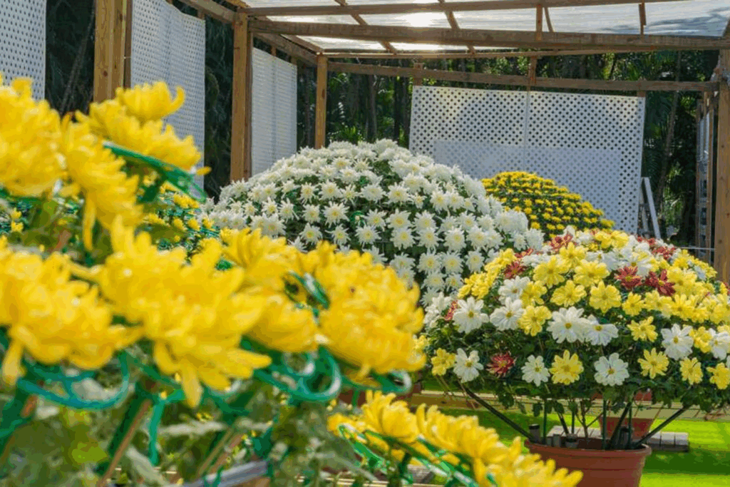 Shilin Residence Chrysanthemum Show - Where Floral Art Meets Light and Romance